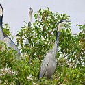 slides/IMG_3338M.jpg grey, heron, bird, colour, feather, safari, zambesi, zambia, wildlife SAVF16 - Victoria Falls - Grey Herons